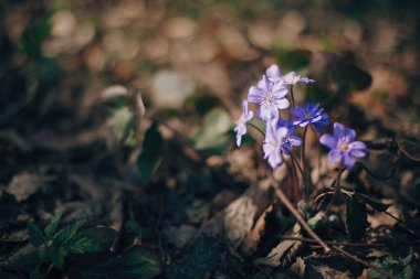 Güneşli bahar ormanlarda güzel mor çiçekler hepatica nobilis.