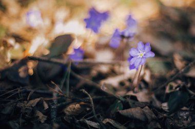 Güneşli bahar ormanlarda güzel mor çiçekler hepatica nobilis.