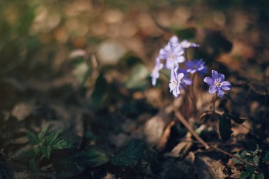 Güneşli bahar ormanlarda güzel mor çiçekler hepatica nobilis.