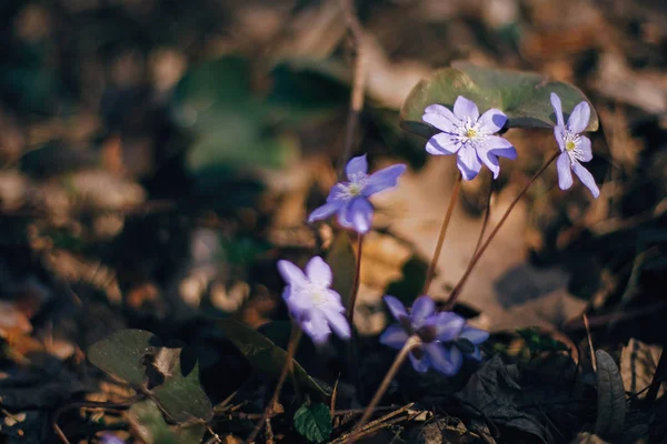 Bunga ungu hepatica nobilis indah di hutan musim semi yang cerah . — Stok Foto