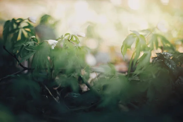 Beautiful anemones white flowers in sunny spring woods. Fresh fi — Stock Photo, Image
