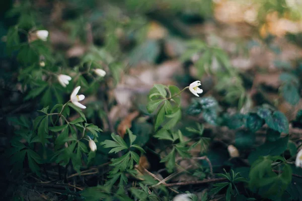 Schöne Anemonen weiße Blüten in sonnigen Frühlingshölzern. frischer Fisch — Stockfoto