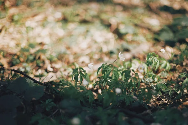 Beautiful anemones white flowers in sunny spring woods. Fresh fi — Stock Photo, Image