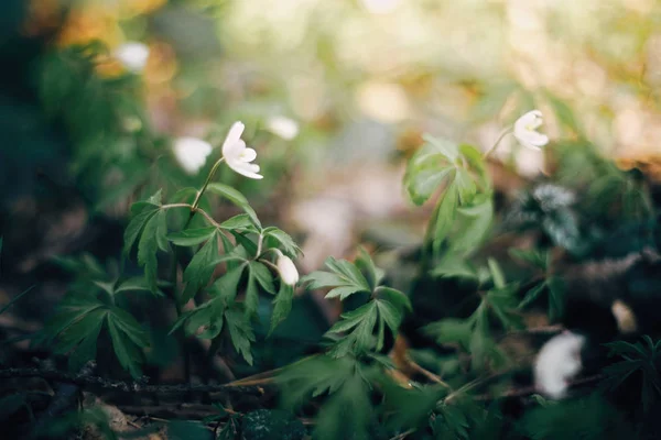 Schöne Anemonen weiße Blüten in sonnigen Frühlingshölzern. frischer Fisch — Stockfoto