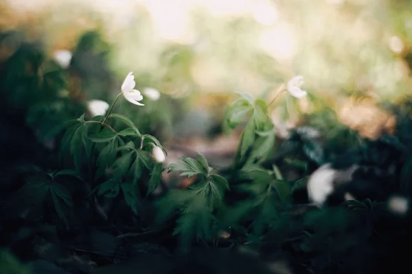 Hermosas anémonas flores blancas en bosques soleados de primavera. Fresco fi —  Fotos de Stock