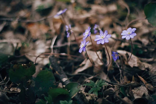 Schöne lila Blüten hepatica nobilis in sonnigen Frühlingswäldern. — Stockfoto