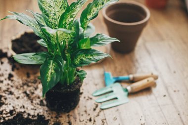 Bitki konsepti repotting. Bahçecilik ile toprak dumbcane bitki s
