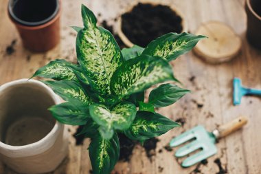 Bitki konsepti repotting. Bahçecilik ile toprak dumbcane bitki s