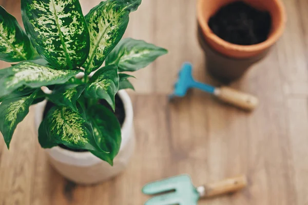 Repotting konsep tanaman. Dieffenbachia tanaman pot dengan soi baru — Stok Foto