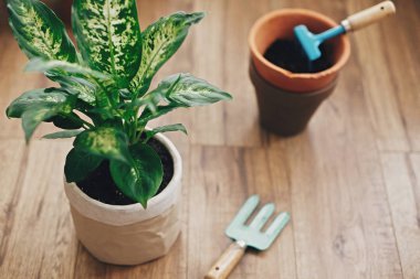 Bitki konsepti repotting. Dieffenbachia bitki yeni Soi ile saksı