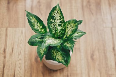 Bitki konsepti repotting. Dieffenbachia bitki yeni Soi ile saksı