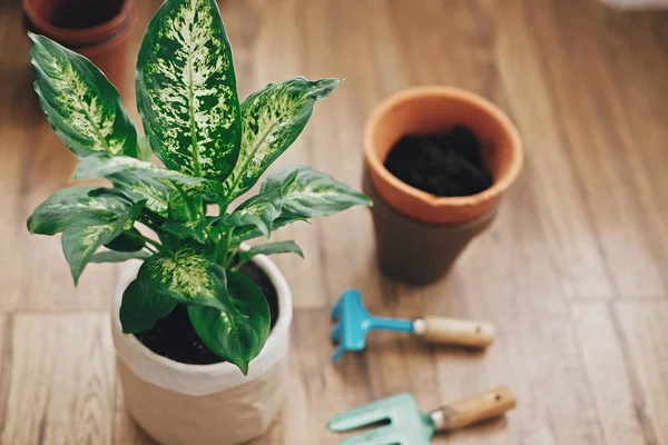 Umtopfpflanzenkonzept. Dieffenbachia-Pflanze mit neuer Soja eingetopft — Stockfoto