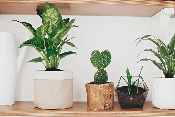 Stylish wooden shelves with modern green plants and white wateri — Stock Photo, Image