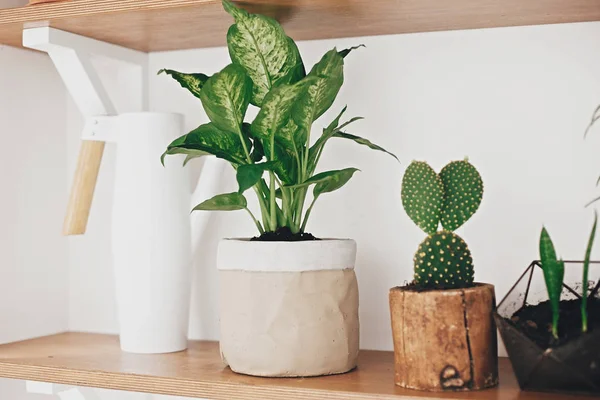 Stylish wooden shelves with modern green plants and white wateri — Stock Photo, Image