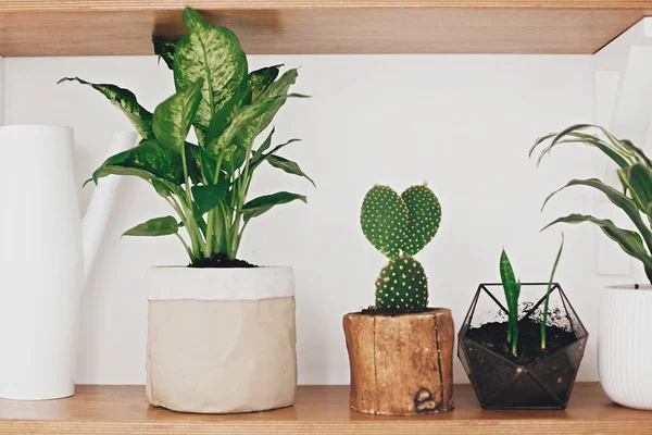 Stilvolle Holzregale mit modernen grünen Pflanzen und weißem Wasser — Stockfoto