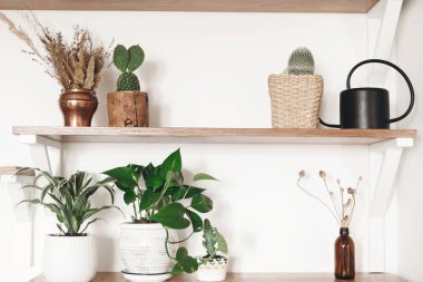 Yeşil bitkiler, siyah sulama olabilir, bo ile şık ahşap raflar