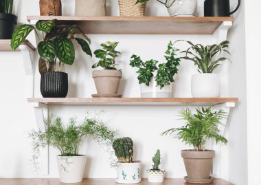 Yeşil bitkiler ve siyah sulama ile şık ahşap raflar.