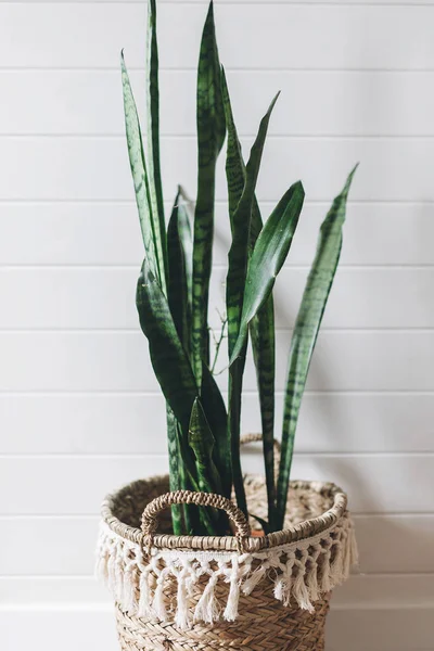 Elegante planta verde sansevieria en maceta de paja en el fondo de wh — Foto de Stock