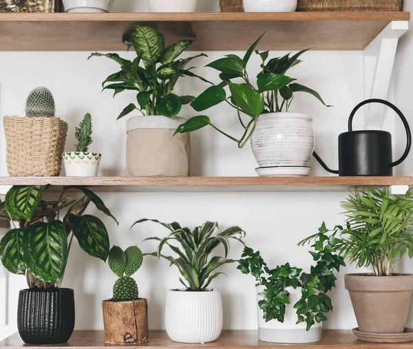 Stylish wooden shelves with green plants and black watering can.