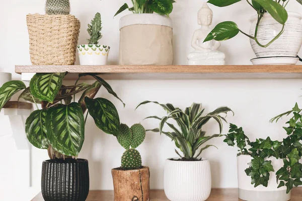 Stylish wooden shelves with green plants and black watering can. — Stock Photo, Image