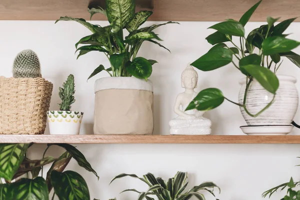 Elegantes estantes de madera con plantas verdes y estatua de buda. Moder. — Foto de Stock