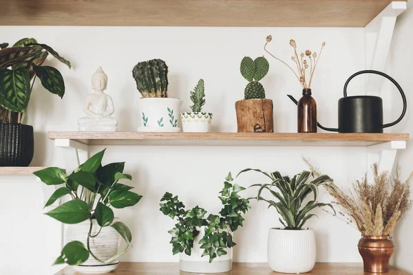 Stylish wooden shelves with green plants, black watering can, wi — Stock Photo, Image