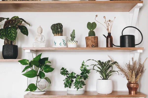 Stylish green plants, black watering can, wildflowers and budha — Stock Photo, Image