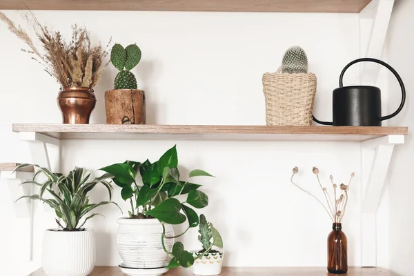 Stylish wooden shelves with green plants, black watering can, bo — Stock Photo, Image