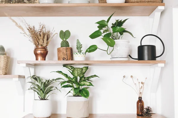 Stylish green plants, black watering can, boho wildflowers on wo — Stock Photo, Image