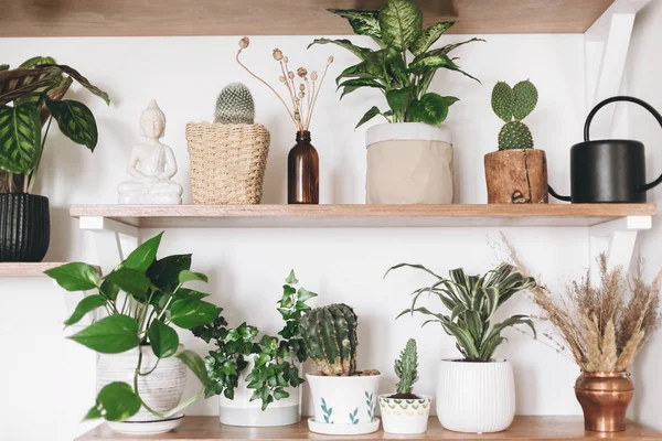 Stylish wooden shelves with green plants, black watering can, wi — Stock Photo, Image