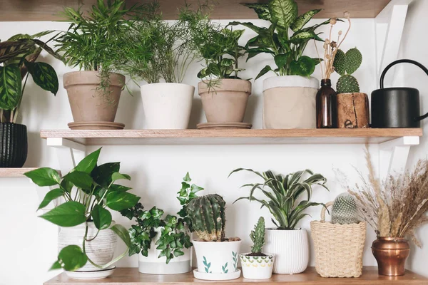 Stylish wooden shelves with green plants and black watering can. — Stock Photo, Image