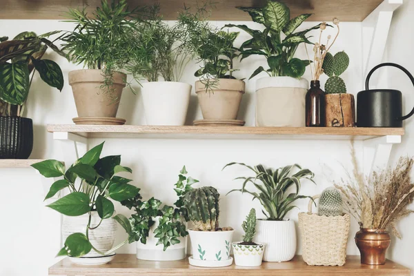 Stylish green plants and black watering can on  wooden shelves. — Stock Photo, Image