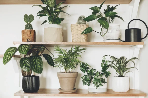 Stylish  green plants and black watering can on wooden shelves. — Stock Photo, Image