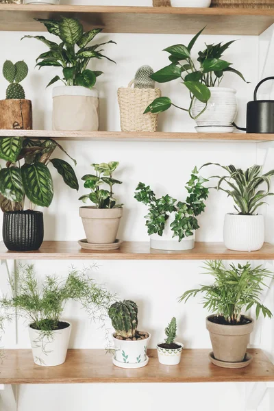 Stylish wooden shelves with green plants and black watering can. — Stock Photo, Image