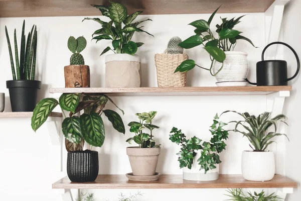 Stylish green plants and black watering can on wooden shelves. M — Stock Photo, Image