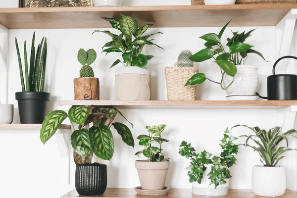 Stylish wooden shelves with green plants and black watering can.