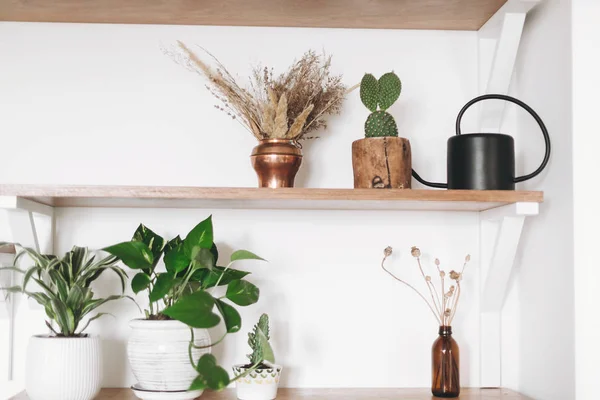 Stylish wooden shelves with green plants, black watering can, bo