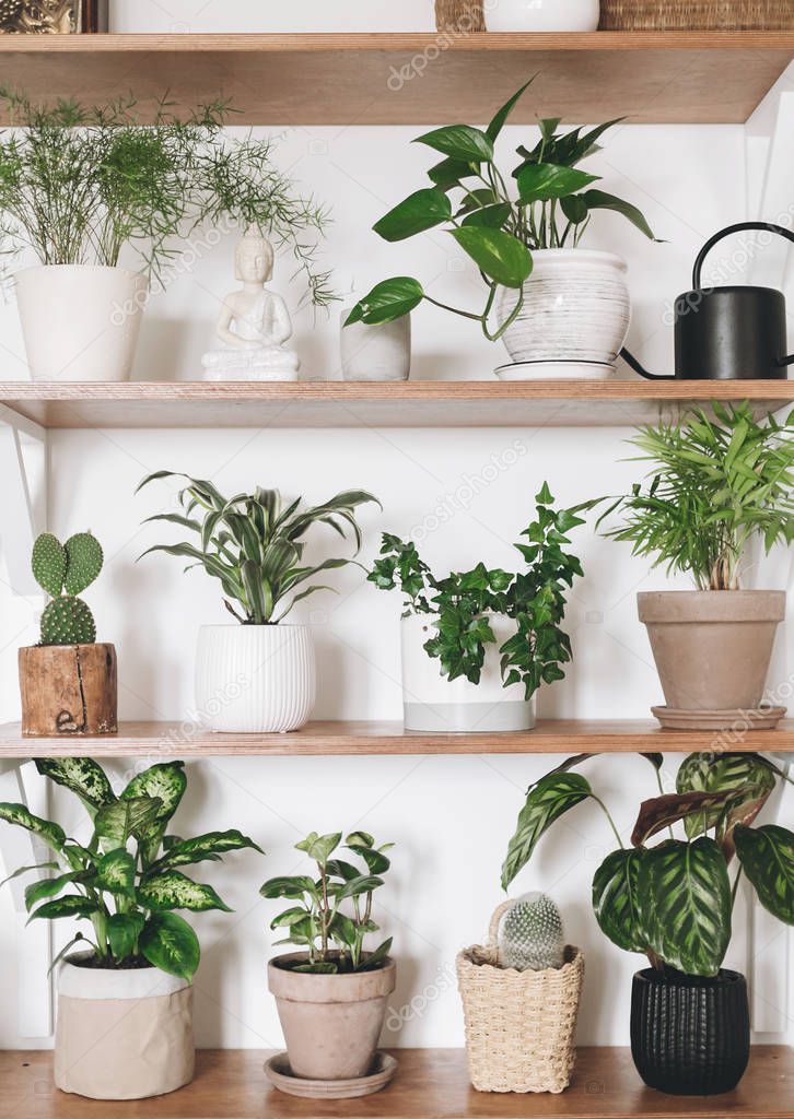 Stylish wooden shelves with green plants and black watering can.