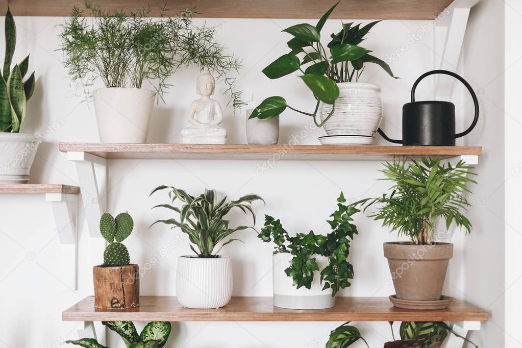 Stylish green plants and black watering can on wooden shelves. M