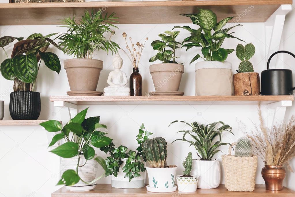 Stylish wooden shelves with green plants, black watering can, wi