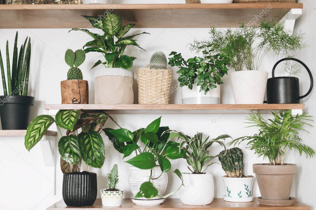 Stylish wooden shelves with green plants and black watering can.