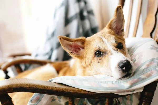 かわいいゴールデンの犬は自宅の木製の椅子で休んでいます。寝ている犬 — ストック写真