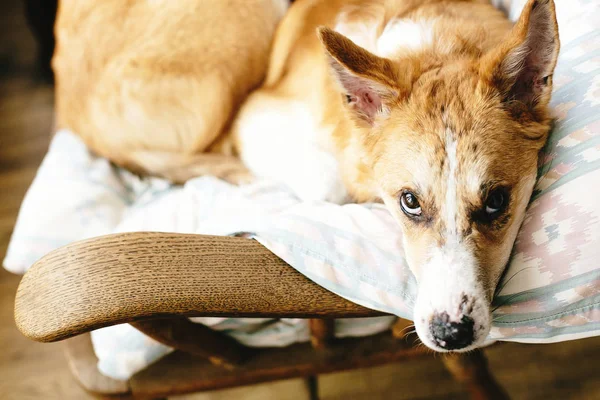 Cute golden dog resting in wooden chair at home. Doggy sleeping — Stock Photo, Image