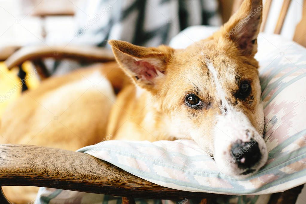 Cute golden dog resting in wooden chair at home. Doggy sleeping 