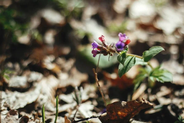 Indah pulmonaria lungwort bunga di musim semi yang cerah hutan. Fre — Stok Foto
