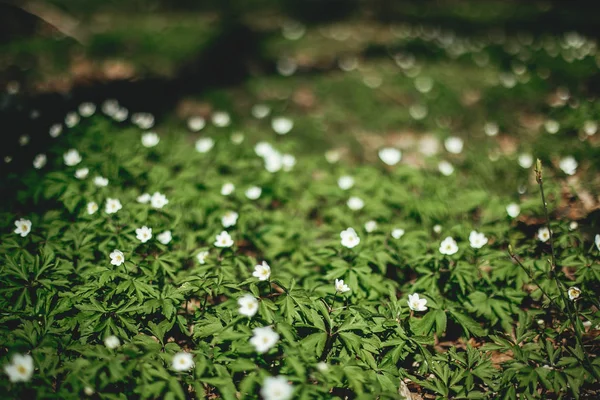 Schöne Anemonen blühen in sonnigen Frühlingshölzern. frisches Erster. wh — Stockfoto