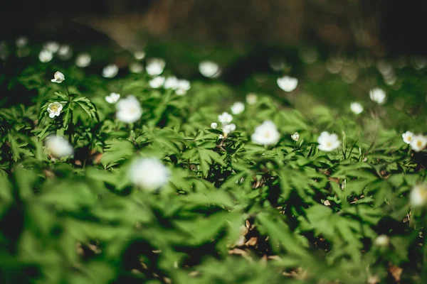 Schöne Anemonen blühen in sonnigen Frühlingshölzern. frisches Erster. wh — Stockfoto