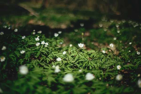 Schöne Anemonen blühen in sonnigen Frühlingshölzern. frisches Erster. wh — Stockfoto