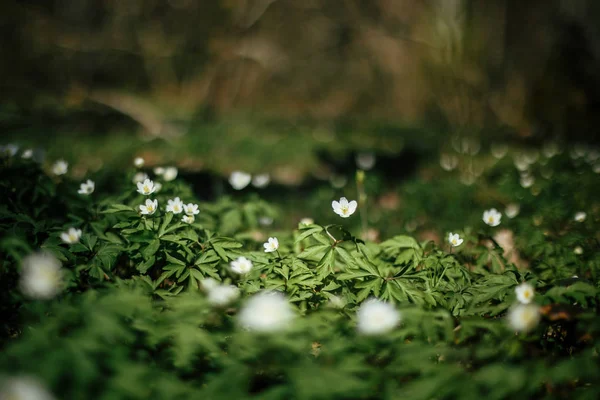 Schöne Anemonen blühen in sonnigen Frühlingshölzern. frisches Erster. wh — Stockfoto