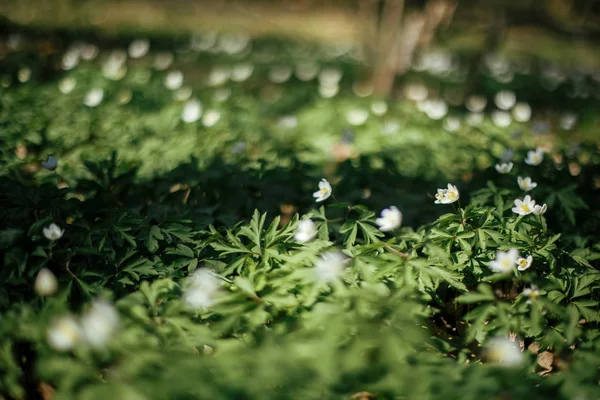 Krásné sasanky květiny v lese jarní Slunečné. Čerstvý první wh — Stock fotografie
